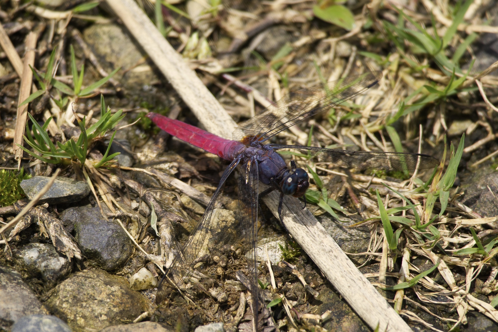 Crimson-Tailed Marsh Hawk