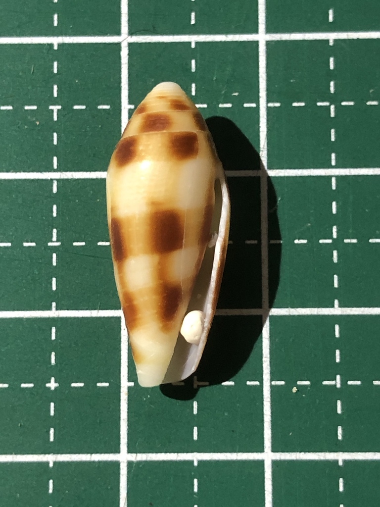 Conus mitratus