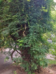 Angiospermae