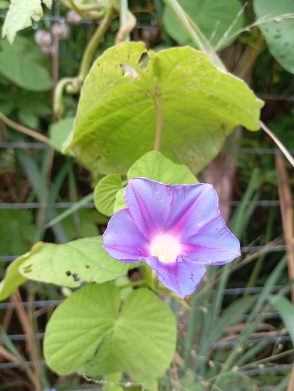 Ipomoea parasitica