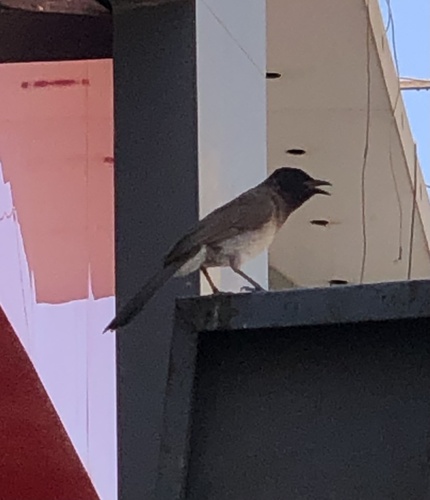 Common Bulbul
