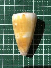 Conus planorbis
