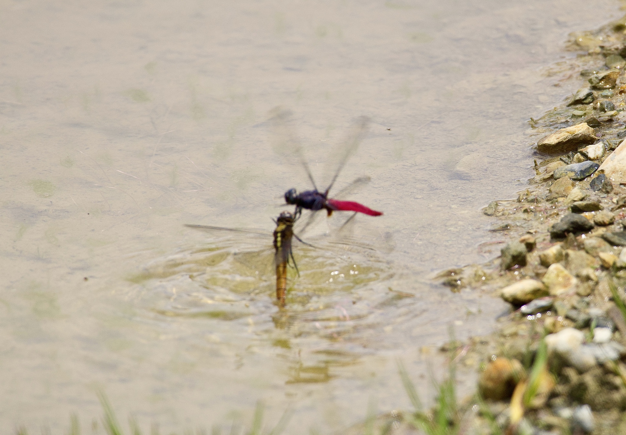 Crimson-Tailed Marsh Hawk