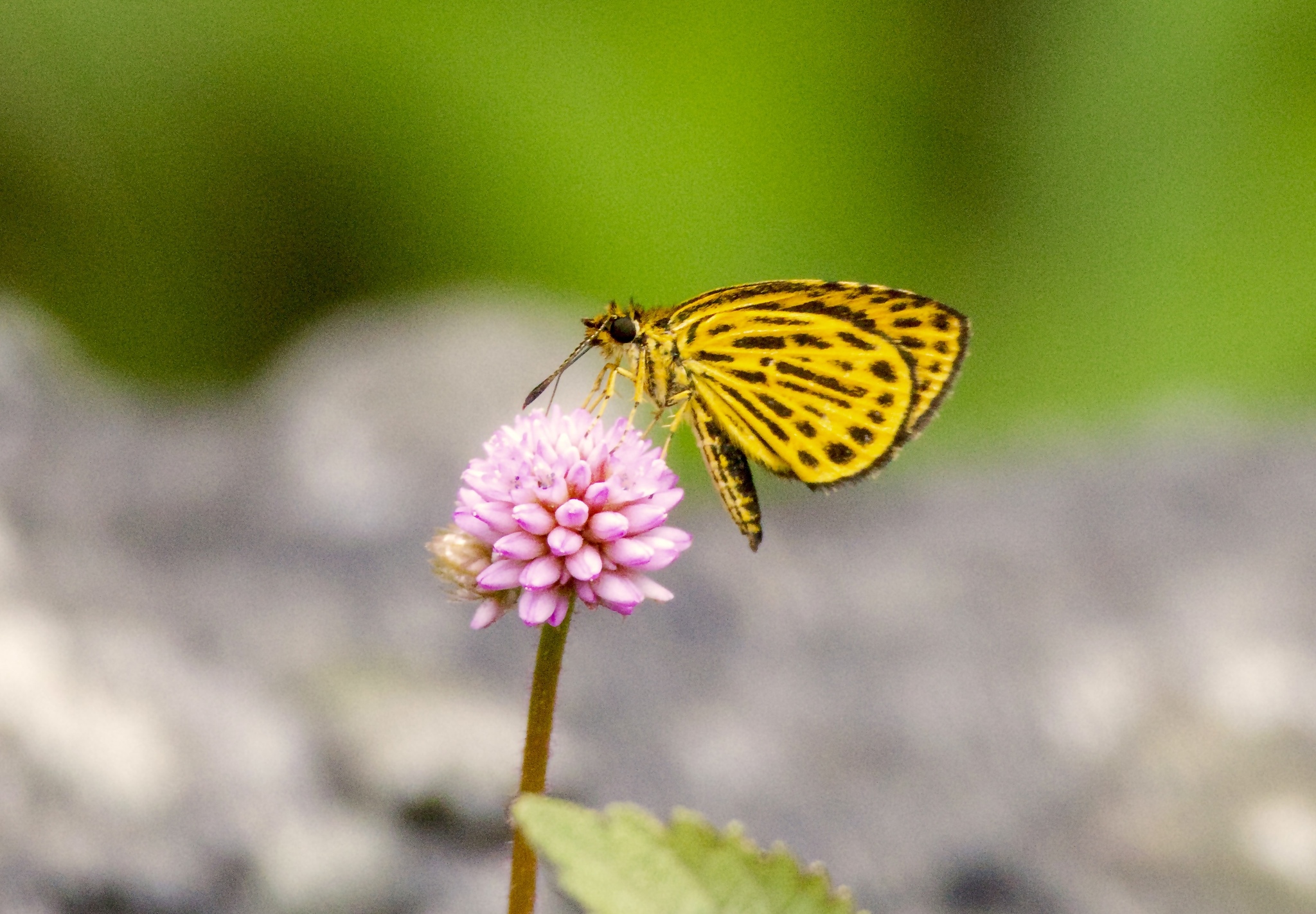 Tiger Hopper