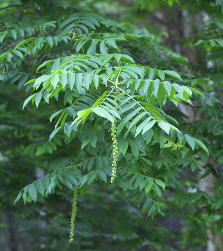 Pterocarya rhoifolia observed 2025-06-20