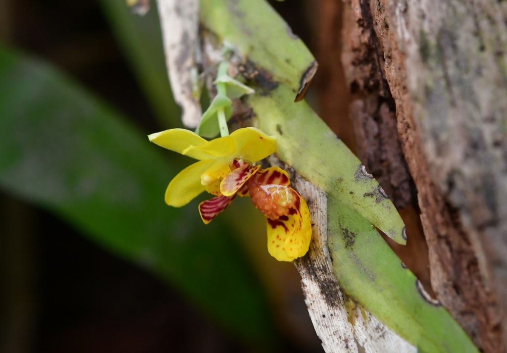 Lockhartia oerstedii; photograph (c) Neptalí Ramírez Marcial, some rights reserved (CC BY)