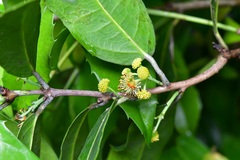Olmediella betschleriana, photograph (c) Neptalí Ramírez Marcial, some rights reserved (CC BY)