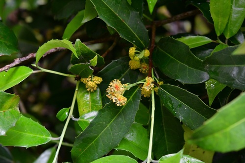 Olmediella betschleriana, photograph 3