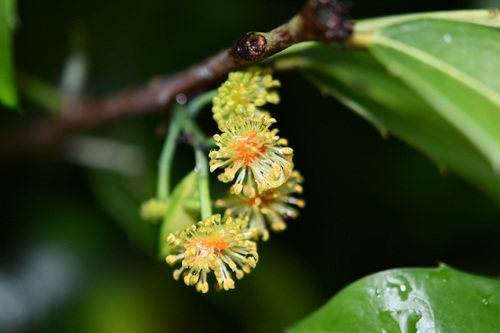 Olmediella betschleriana, photograph 5
