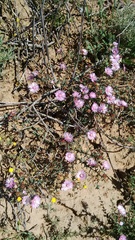 Lampranthus scaber