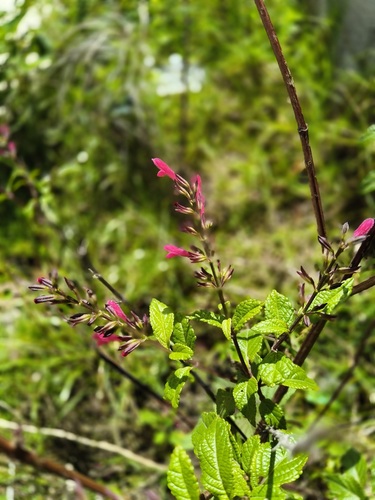 Chiapan Sage (Salvia chiapensis)