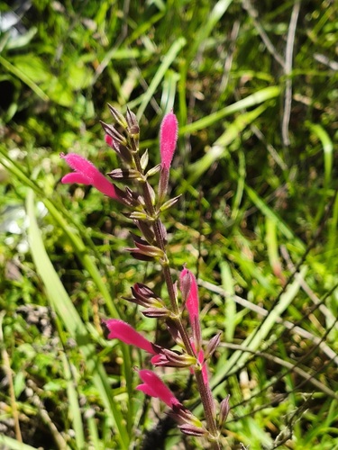 Salvia chiapensis, photograph 6
