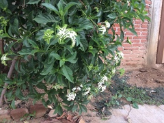 Tournefortia hartwegiana