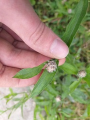 Centaurea × livonica