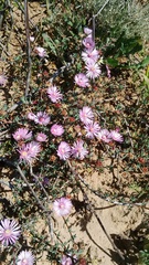Lampranthus scaber