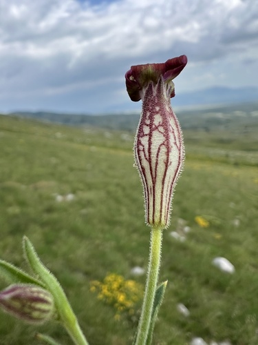 Valais Catchfly (Silene vallesia)