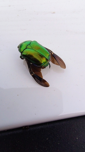 Protaetia affinis