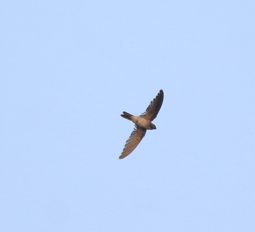 Indian Swiftlet (Aerodramus unicolor), photo 5