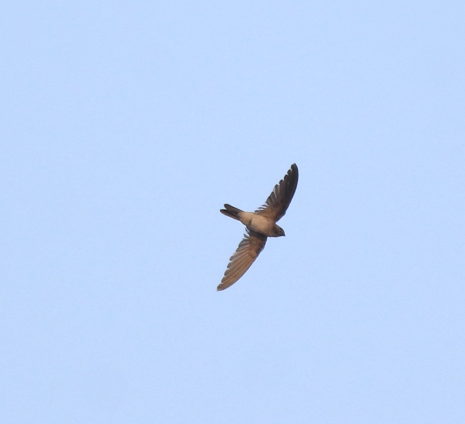 Indian Swiftlet (Aerodramus unicolor), photo 4
