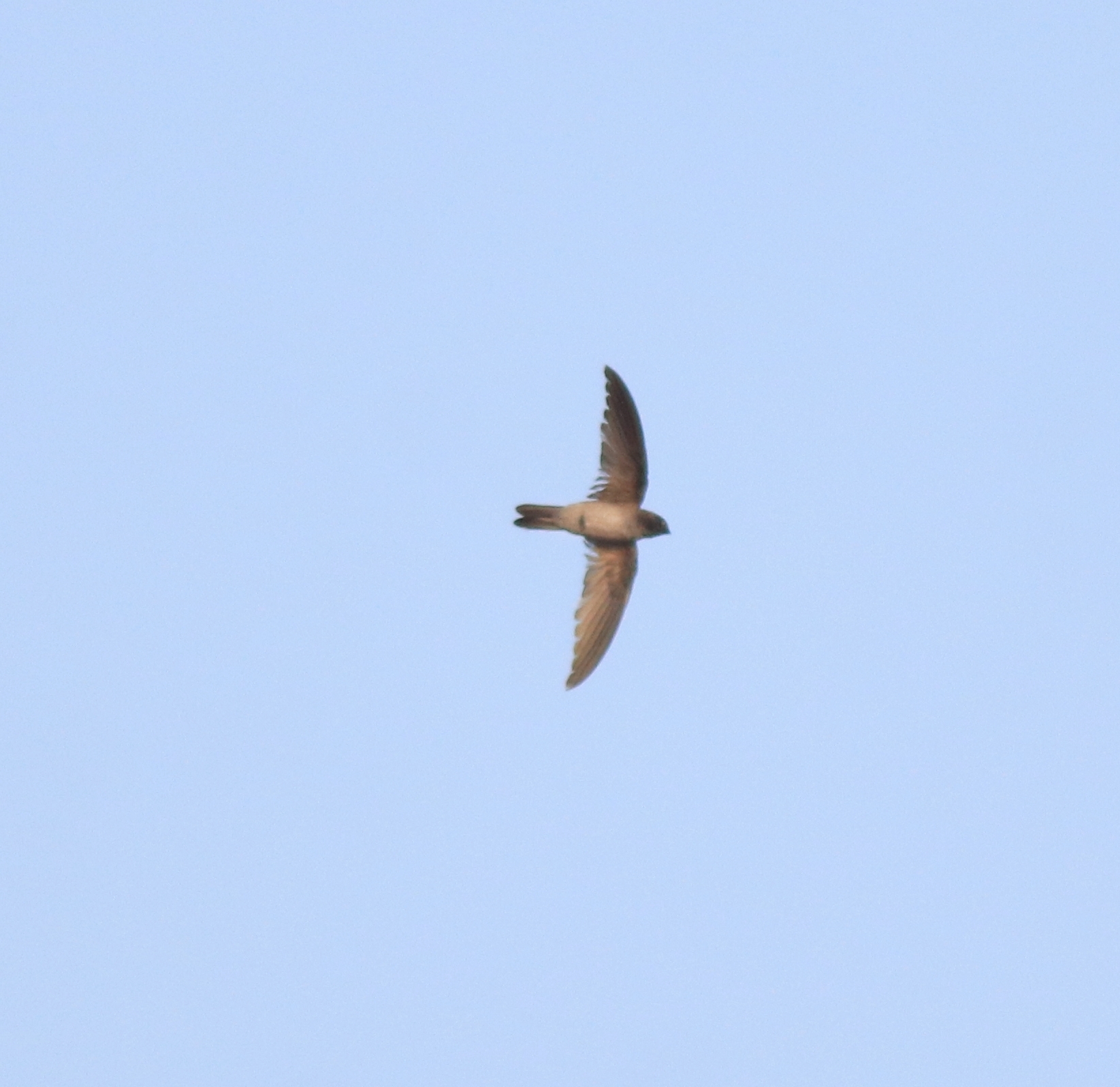 Indian Swiftlet (Aerodramus unicolor), photo 5