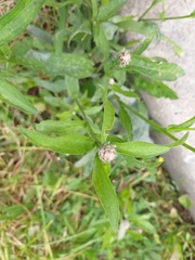 Centaurea × livonica