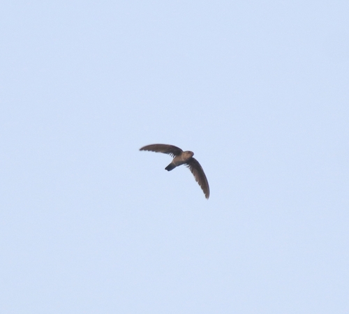 Indian Swiftlet (Aerodramus unicolor), photo 8