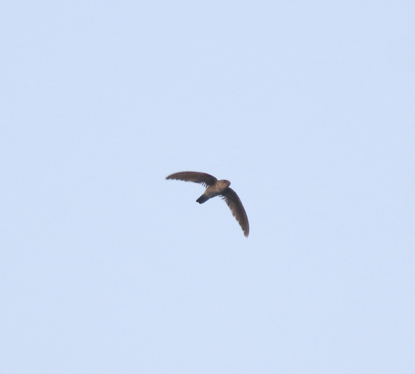 Indian Swiftlet (Aerodramus unicolor), photo 6