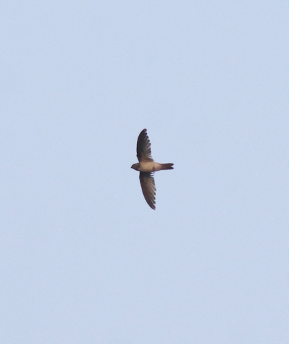 Indian Swiftlet (Aerodramus unicolor), photo 9