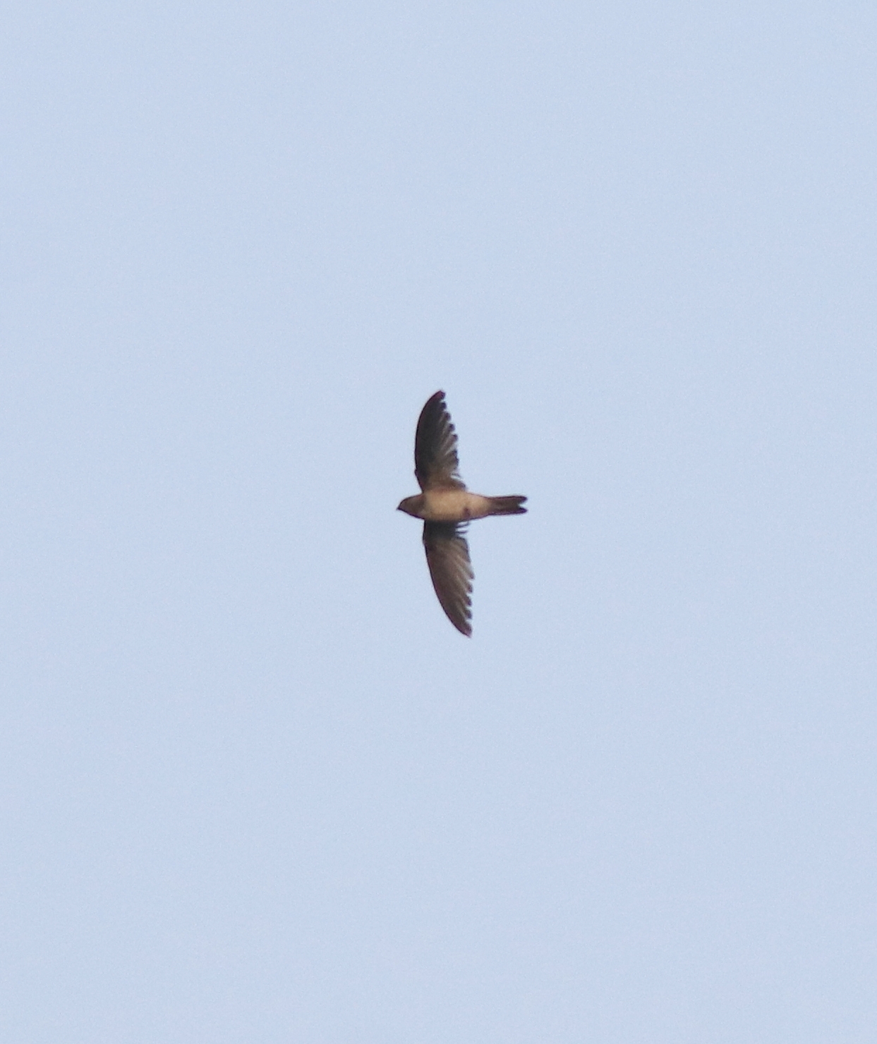 Indian Swiftlet (Aerodramus unicolor), photo 7