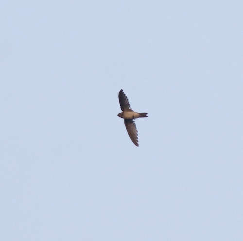 Indian Swiftlet (Aerodramus unicolor), photo 10