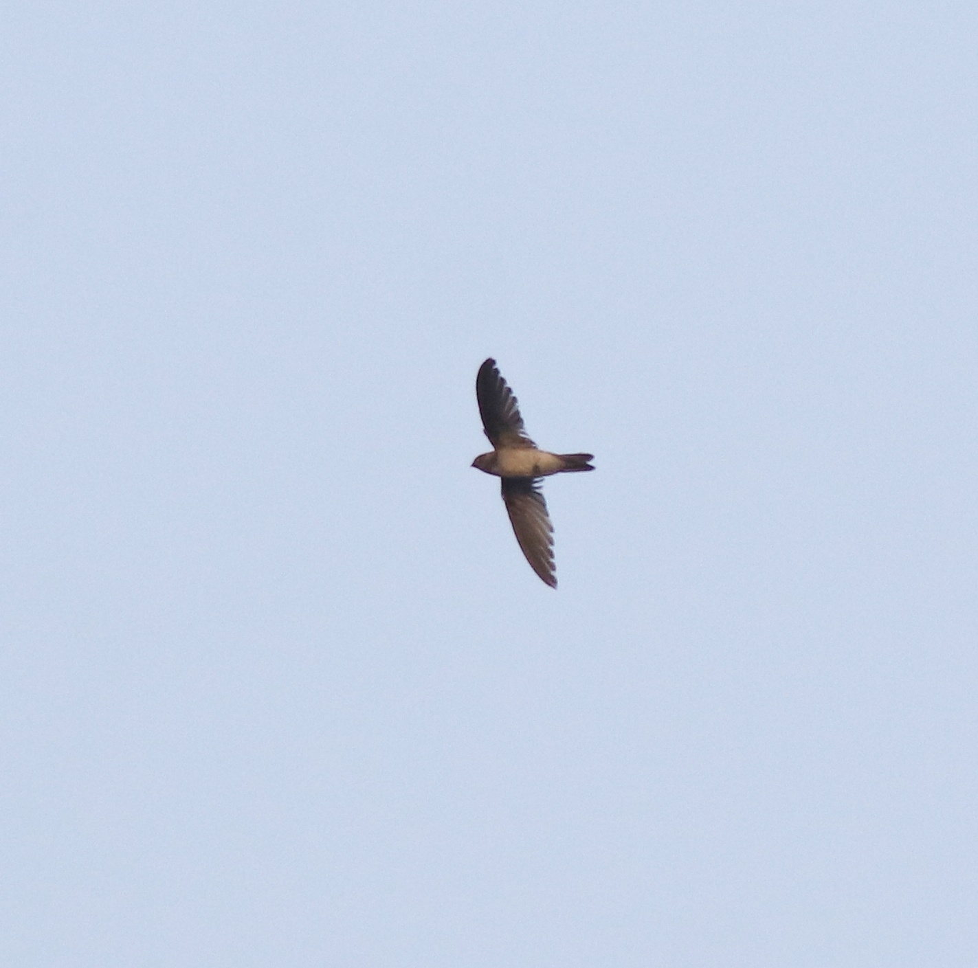 Indian Swiftlet (Aerodramus unicolor), photo 8