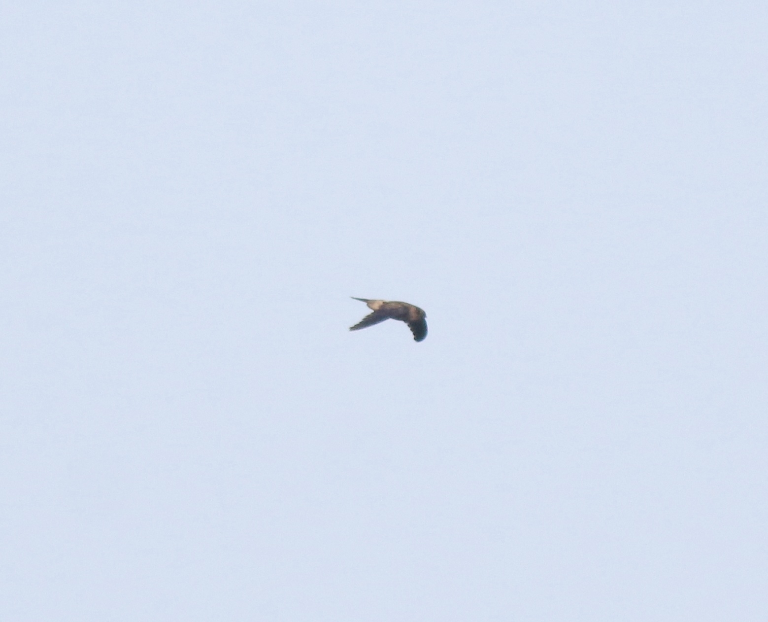 Indian Swiftlet (Aerodramus unicolor), photo 9