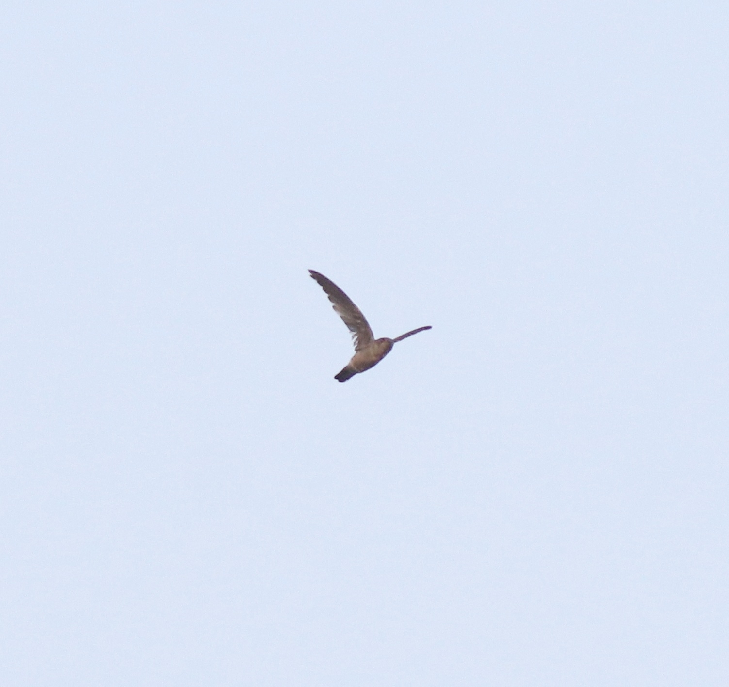 Indian Swiftlet (Aerodramus unicolor), photo 10