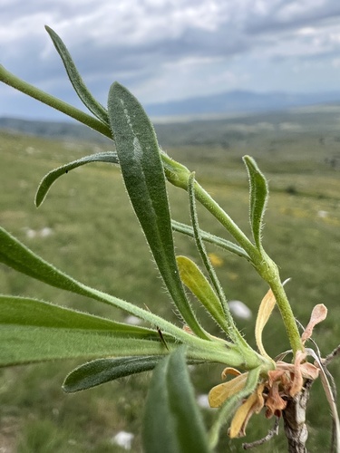 Silene vallesia, photograph 4