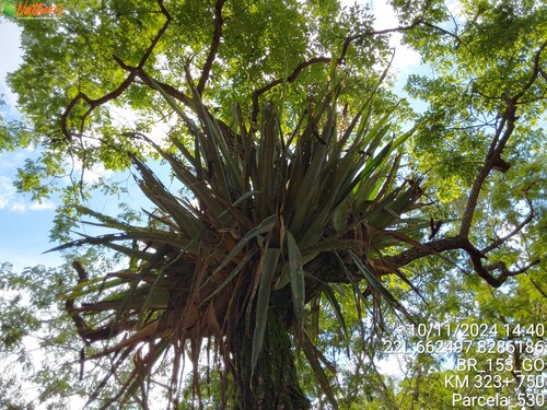 Aechmea bromeliifolia