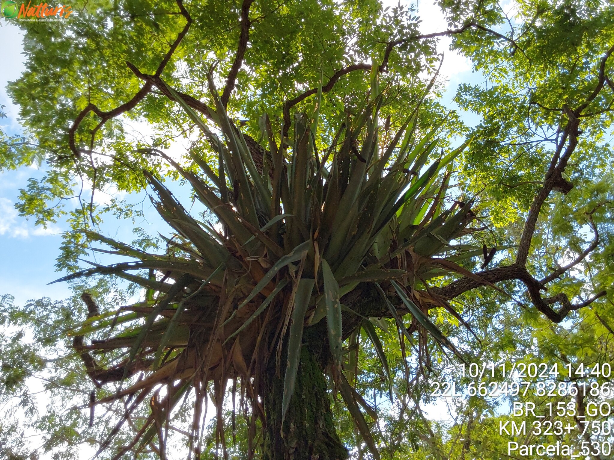 Aechmea bromeliifolia