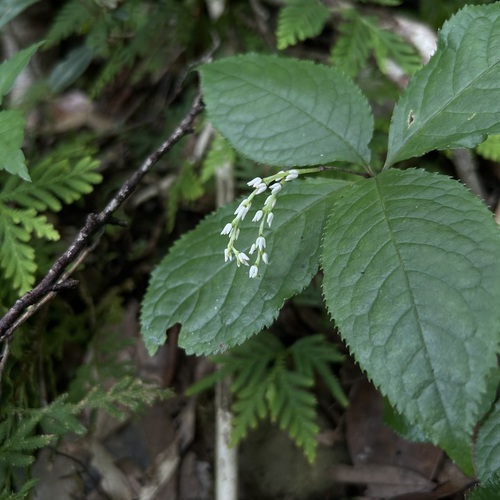 Chloranthus henryi observed 2025-06-20