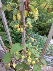 Humulus lupulus