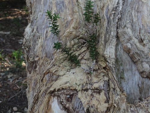 Melaleuca styphelioides