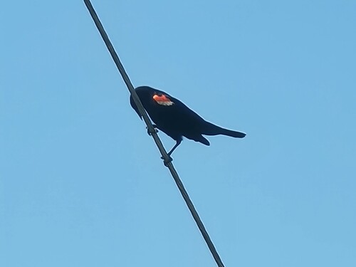 Red-winged Blackbird