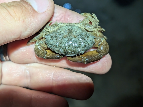 Etisus laevimanus observed 2025-06-20