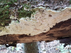Rigidoporus corticola