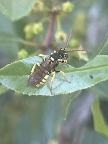 iNaturalist observation photo of Nomad Bees
