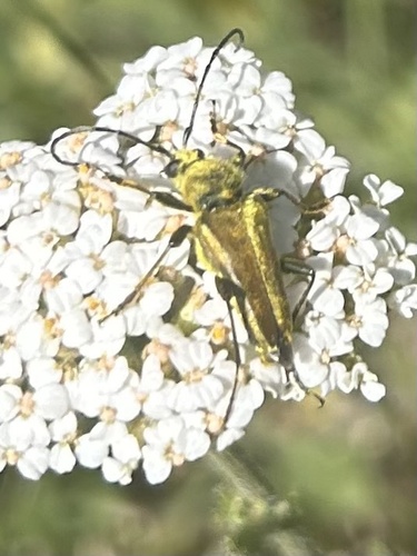 iNaturalist observation photo of Yellow Velvet Beetle
