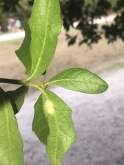 Druon quercuslanigerum