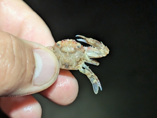 Xiphonectes longispinosus observed 2025-06-20
