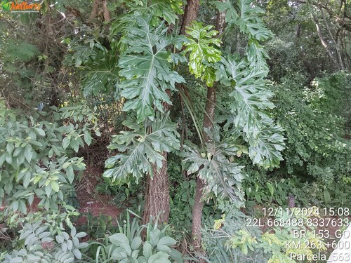 Thaumatophyllum lundii