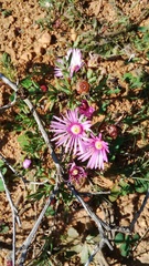 Lampranthus sociorum