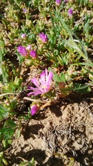 Lampranthus sociorum