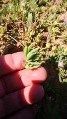 Lampranthus sociorum